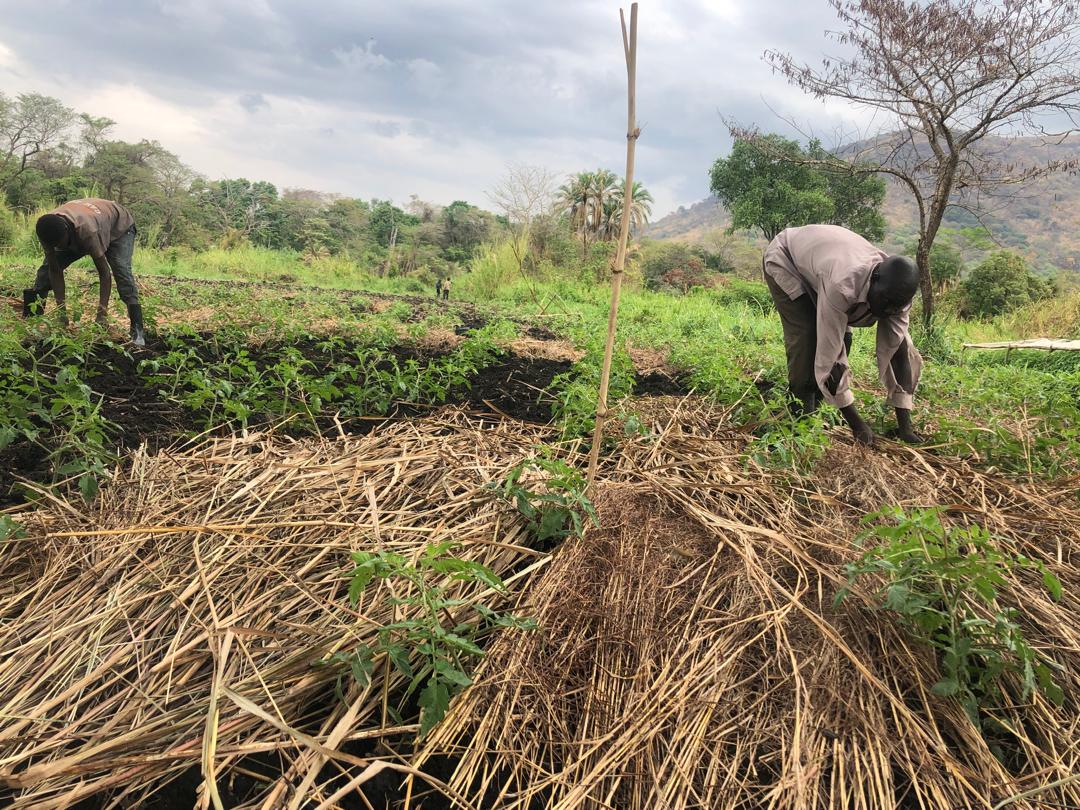 Farmers participating in a FEMBI training session in Sironko