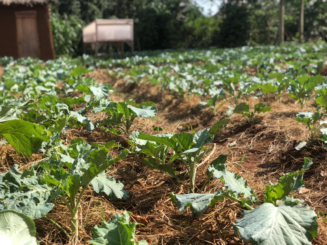 FEMBI Agri Support in the field