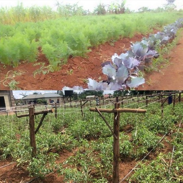 FEMBI Agri Support in the field
