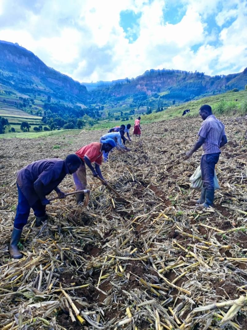 The FEMBI team working alongside smallholder farmers