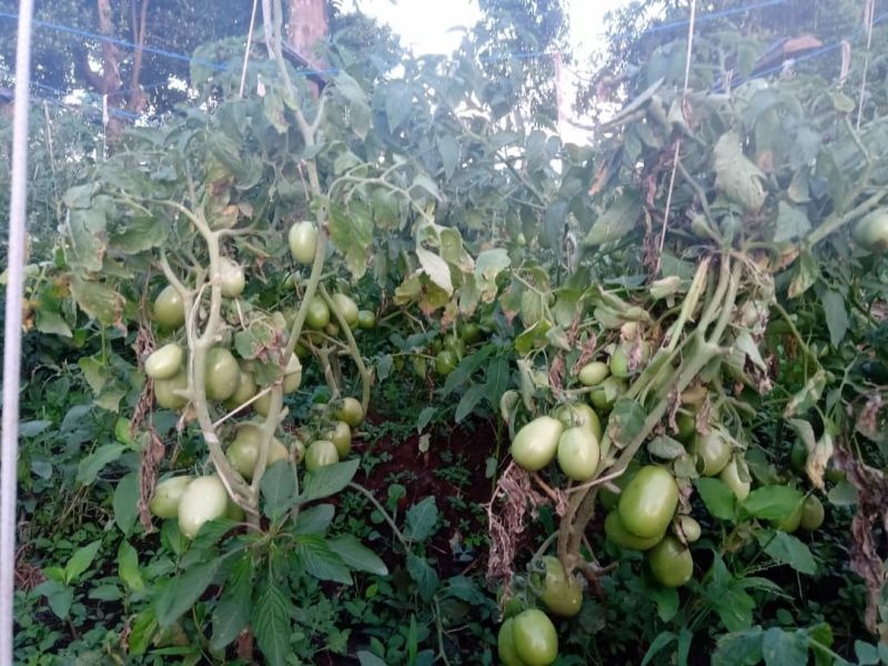 FEMBI Agri Support in the field