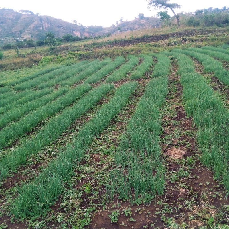 FEMBI Agri Support in the field