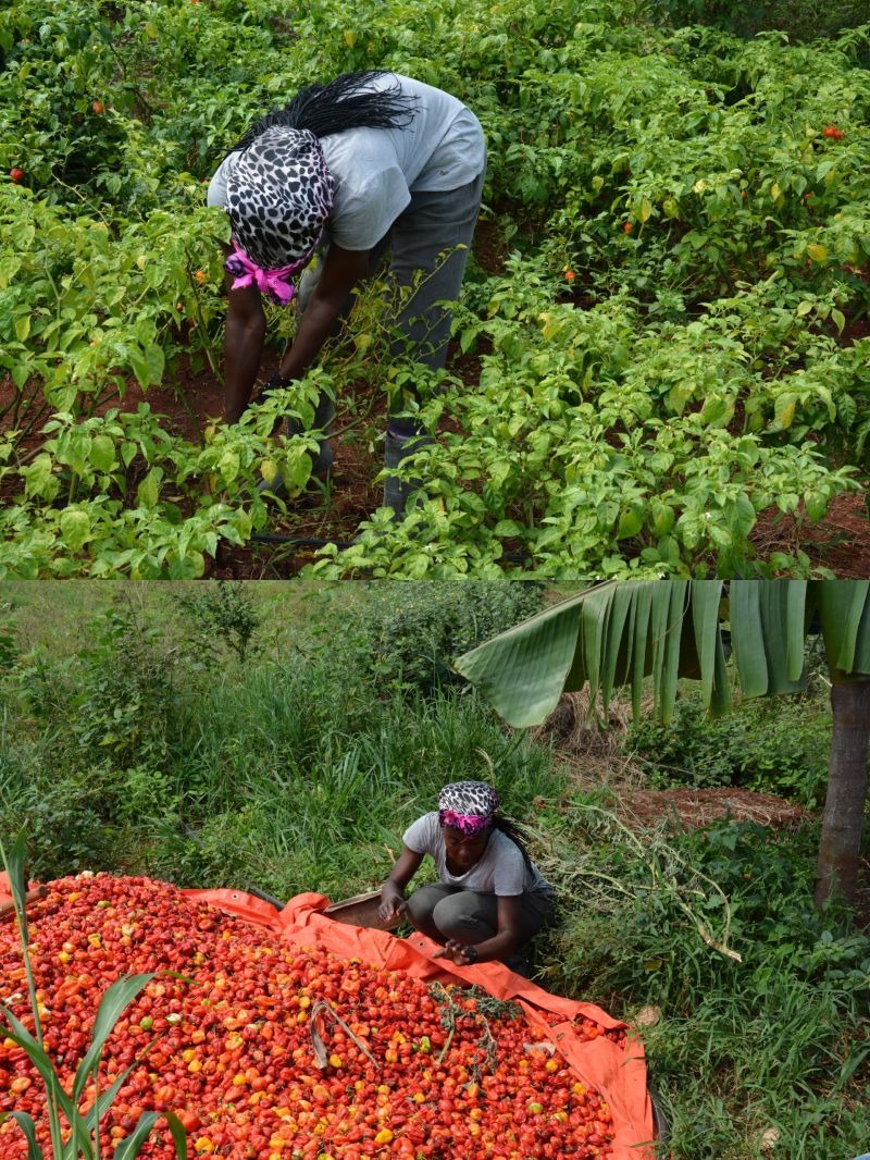 FEMBI Agri Support in the field