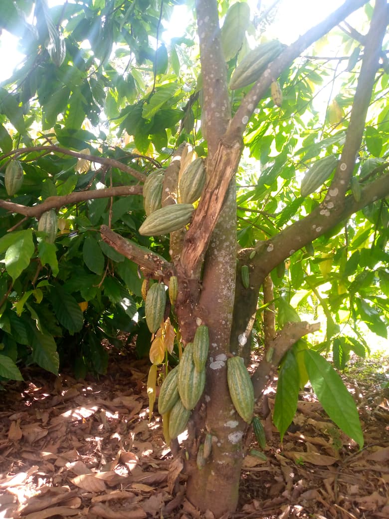 FEMBI Agri Support in the field
