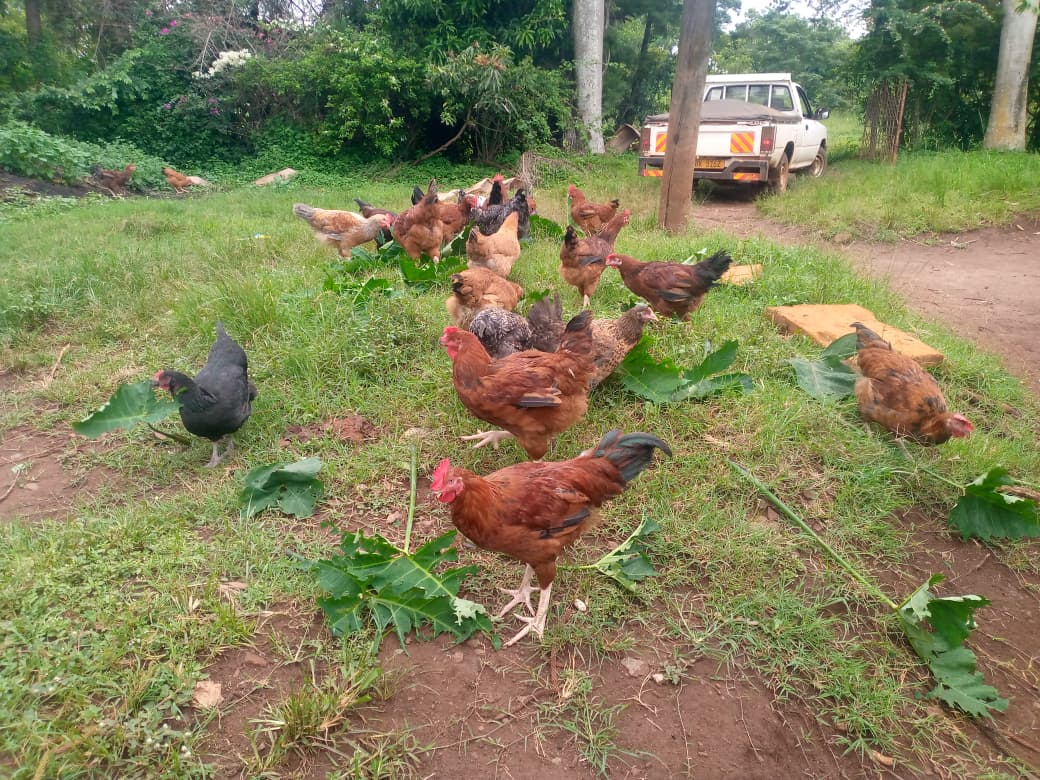 FEMBI Agri Support in the field